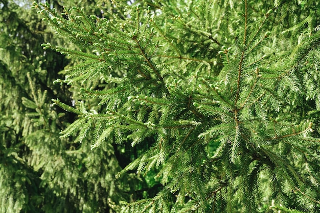 Ramas verdes brillantes de un árbol de abeto espacio de copia de fondo natural