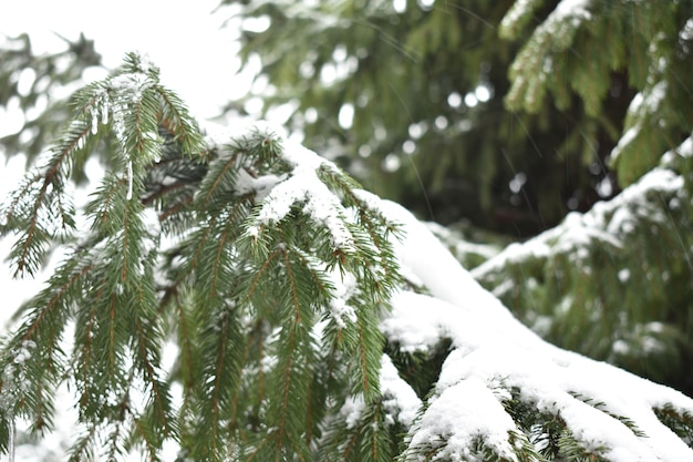 Ramas verdes comieron en la nieve