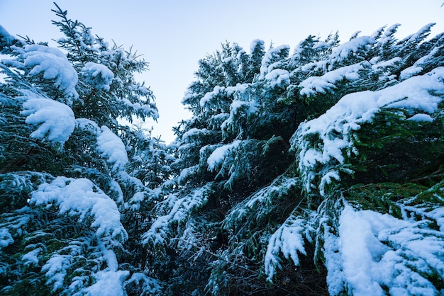 Ramas verdes y esponjosas de árboles de Navidad cubiertos de nieve blanca y esponjosa en un bosque de abetos