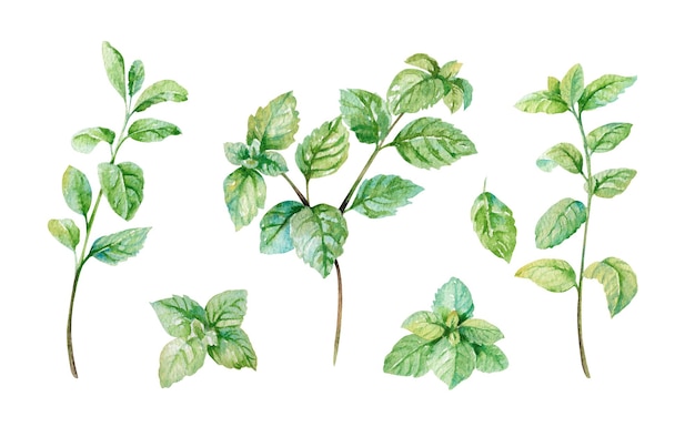 Ramas verdes frescas de menta acuarela de elementos de ilustración dibujados a mano