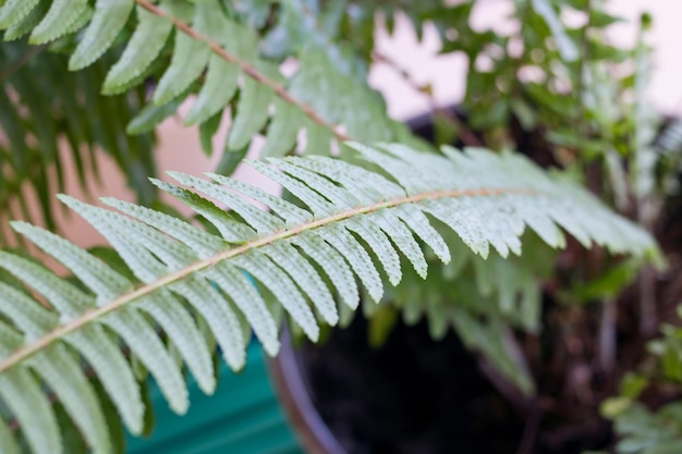 Ramas verdes de helecho casero de cerca