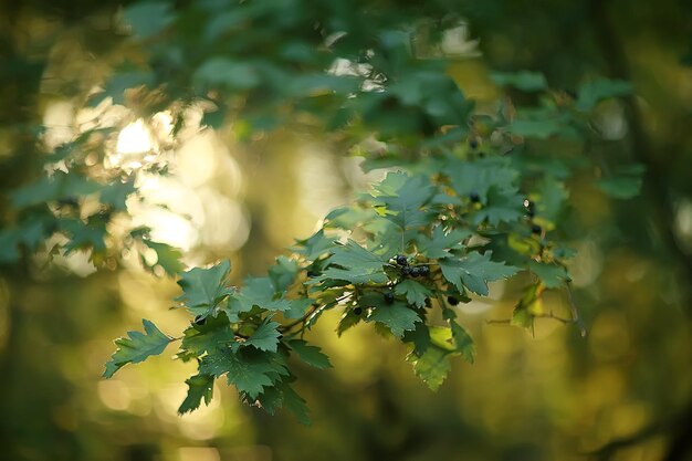 ramas verdes hojas de fondo / vista abstracta bosque de verano estacional, follaje verde, concepto ecológico