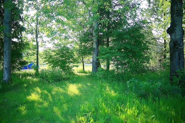 Ramas verdes hojas de fondo / vista abstracta bosque de verano estacional, follaje verde, concepto ecológico