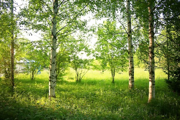 Ramas verdes hojas de fondo / vista abstracta bosque de verano estacional, follaje verde, concepto ecológico