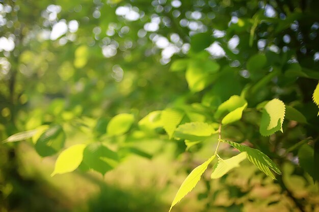 ramas verdes hojas de fondo / vista abstracta bosque de verano estacional, follaje verde, concepto ecológico