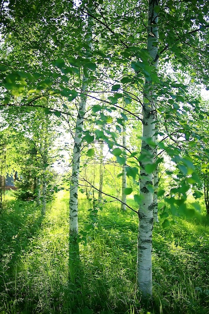 ramas verdes hojas de fondo / vista abstracta bosque de verano estacional, follaje verde, concepto ecológico