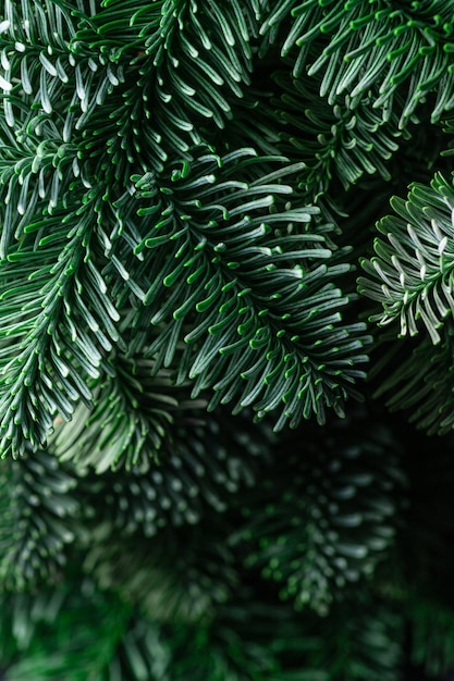 Las ramas verdes de nobilis están cerca Fondo floral verde