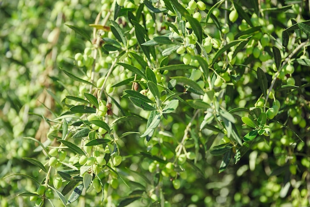 Ramas verdes del olivo con aceitunas verdes iluminadas por el sol griego de verano