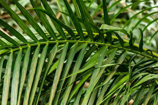 Ramas verdes de palmeras a la luz del día