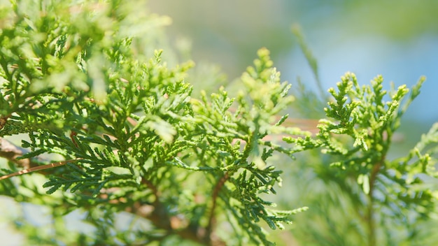 Foto ramas verdes de thuja en el jardín platycladus orientalis de cerca