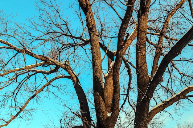 Ramas de un viejo roble en la naturaleza en invierno contra el cielo