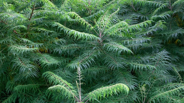 Ramas de zumaque Rhus typhina Patrón natural o fondo Primer plano