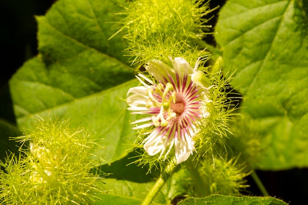 Rambusa markisa mini Passiflora foetida flor florescendo maracujá em foco raso