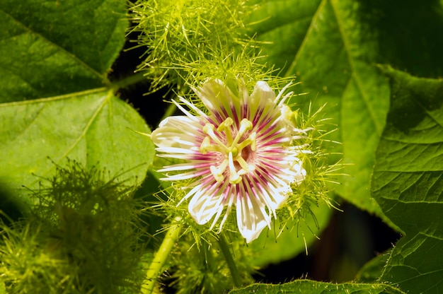 Rambusa markisa mini Passiflora foetida flor florescendo maracujá em foco raso