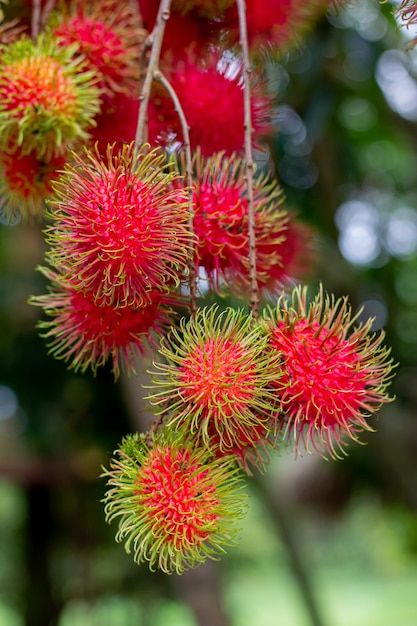 Rambután en el árbol. El rambután es una fruta tropical, de sabor dulce. Rambután rojo cuelga de un árbol con hojas verdes en un jardín natural