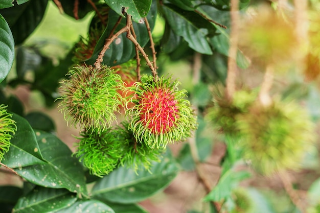 Rambutan em galhos.