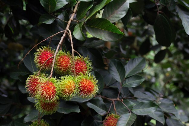 Rambutan Fresg