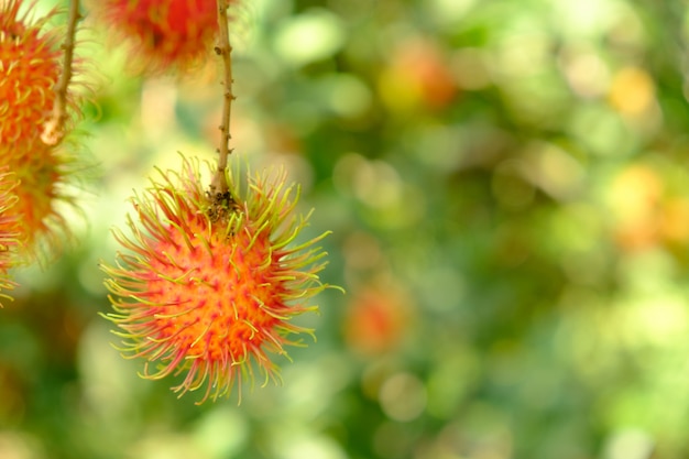 Rambutan im Baum- und Kopienraum.