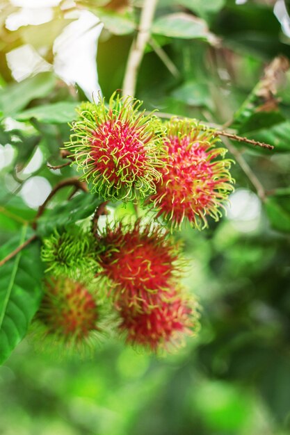 Rambutan mit Natur auf dem Gebiet.