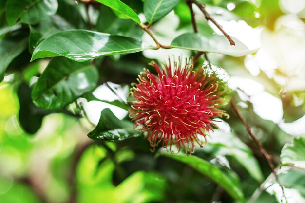 Rambutan mit Sonnenlicht.