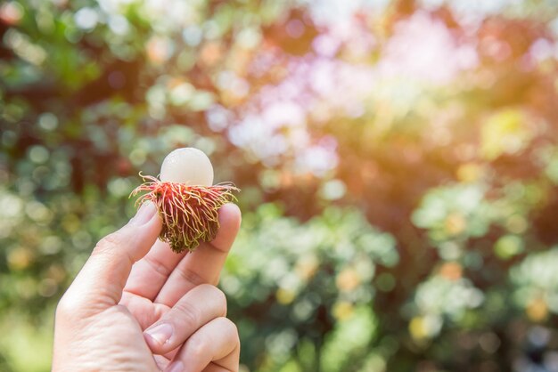 rambután, negrito, Semang, fruta dulce tailandesa