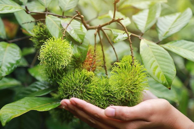 Rambutan orgânico de alimentos frescos e suculentos da fazenda de frutas local na estação tropical