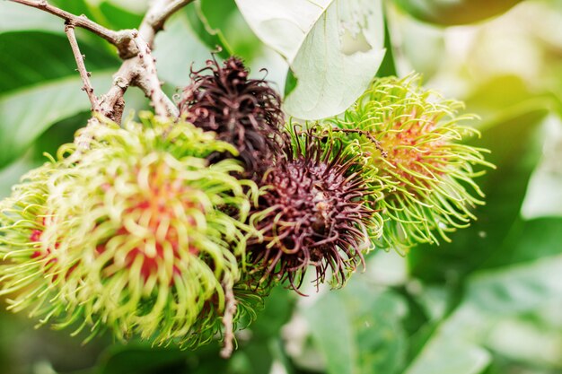 Rambután de podredumbre sobre fondo verde.