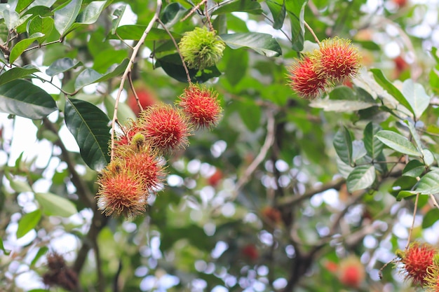 Rambután rojo en el árbol de rambután