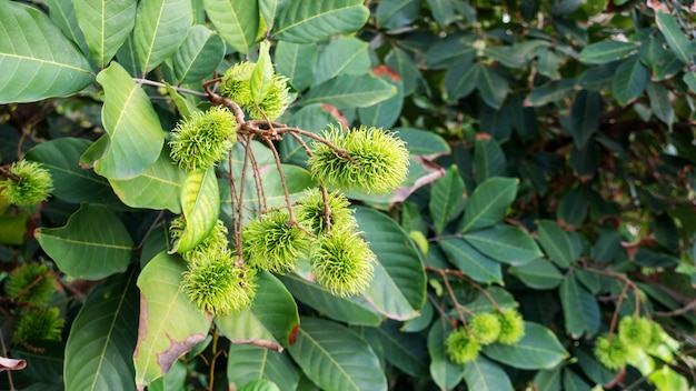 Rambutanbaum in einem Obstgarten.