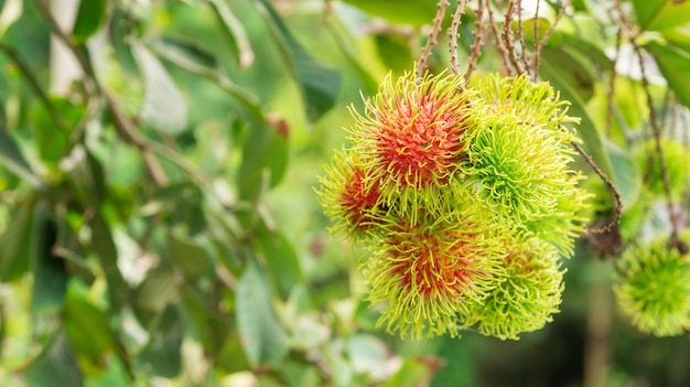 Rambutanfrucht in einem Obstgarten.