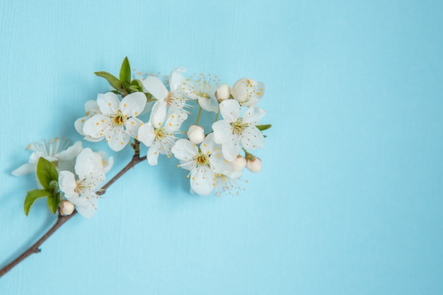 Ramifique com flores brancas sobre um fundo azul, espaço para texto. Fundo de primavera. Modelo, quadro. Páscoa