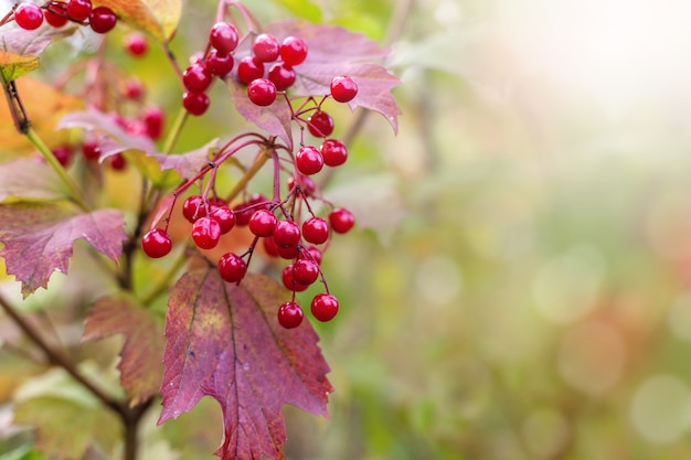 Ramifique com viburnum de bagas vermelhas em fundo de outono.