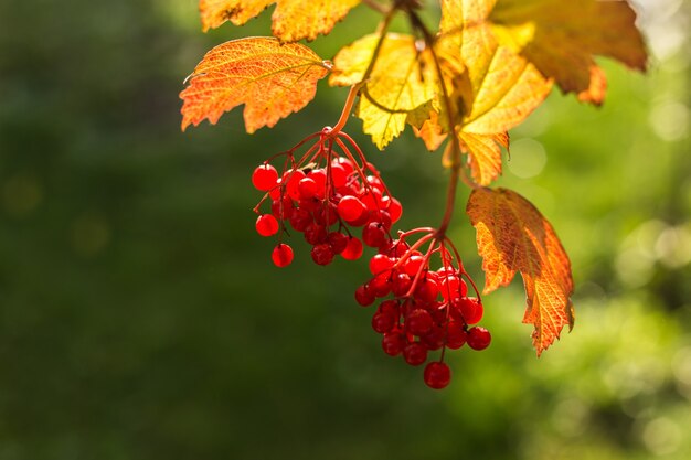 Ramifique com viburnum de bagas vermelhas em fundo de outono.