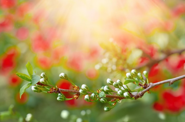 Raminho de ameixeira com flores em foco seletivo em raios de luz. Fundo de primavera