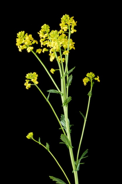 Raminho de colza de florescência em um preto