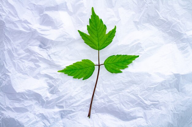 Foto raminho pequeno verde em saco de polietileno branco. proteção da natureza e ecologia da poluição de produtos plásticos. problemas ecológicos e cuidados com a ecologia