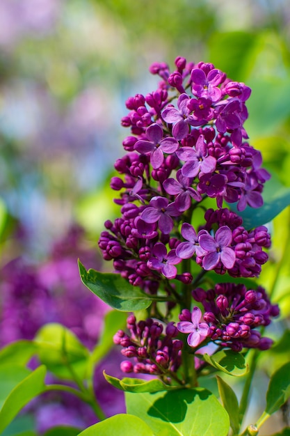 raminho roxo de lilás no jardim