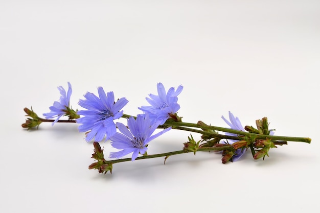 Raminhos de planta de chicória com flores em um fundo branco closeup