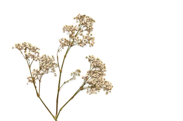 Raminhos luxuriantes secos de gypsophila branca em um fundo branco