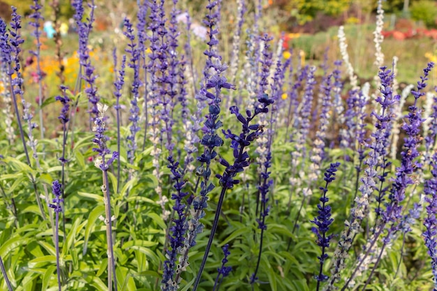 raminhos roxos de lavanda no jardim. fundo de flores naturais.