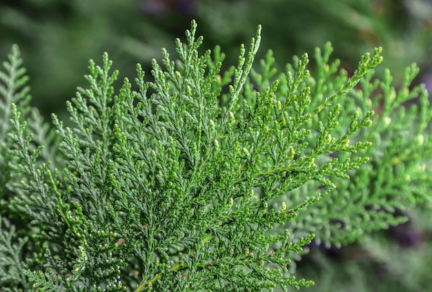 Raminhos verdes frescos da planta thuja na natureza