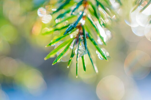 Foto ramita de abeto con gotas de hielo congelado sol de invierno bajo iluminado