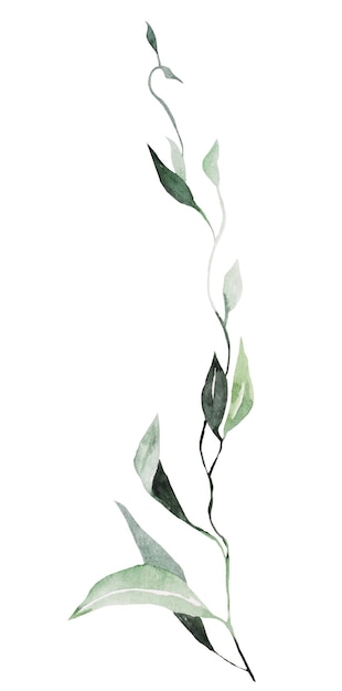 Ramita de acuarela verde con ilustración de hojas Elemento aislado para el diseño de bodas y fiestas