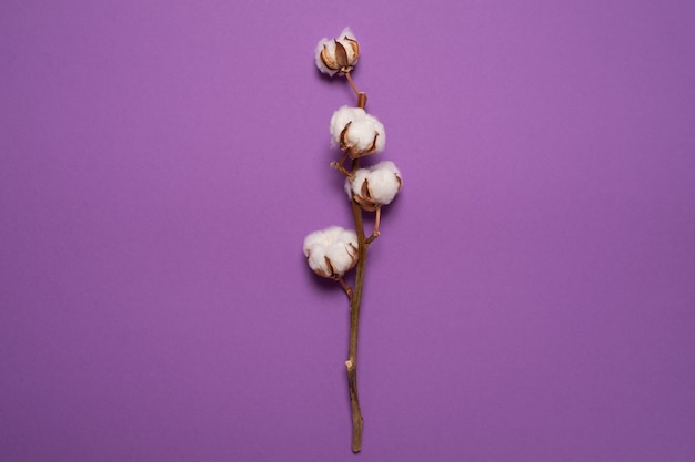 Una ramita de algodón sobre una mesa violeta Se hacen tejidos naturales a partir de ella
