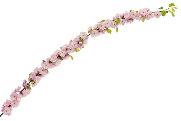 Ramita de almendra en flor flor flor de almendra rosada aislada sobre un fondo blanco