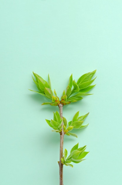 Ramita de un árbol con hojas frescas de primavera. Concepto de primavera de la reactivación de la naturaleza del nuevo residuo cero. protección del medio ambiente