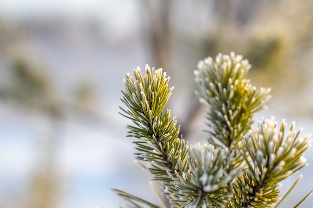 Una ramita de un árbol de Navidad con agujas en escarcha en un día helado de cerca. Fondo de invierno.