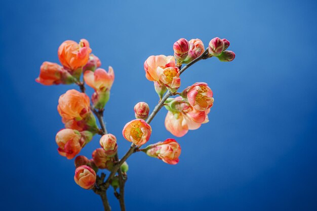 Una ramita de arbusto de membrillo japonés Hermoso membrillo Chaenomeles Japonica florece en flores rojas y anaranjadas