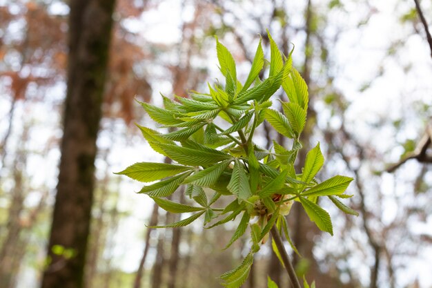 Foto ramita de castaño hojas verdes frescas a principios de la primavera