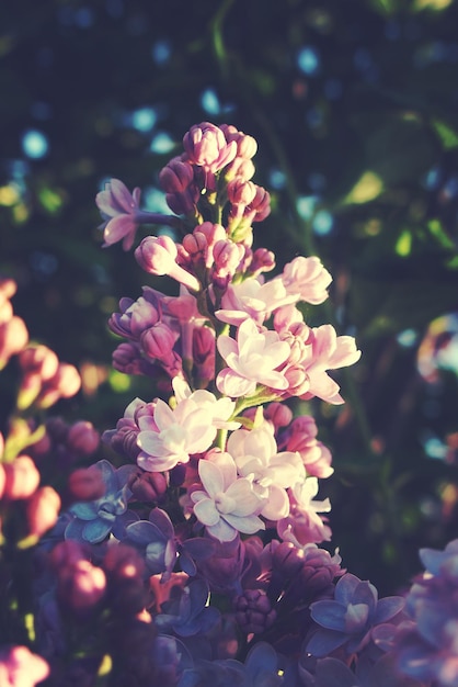 ramita colorida de primavera de un arbusto de lila con flores y hojas